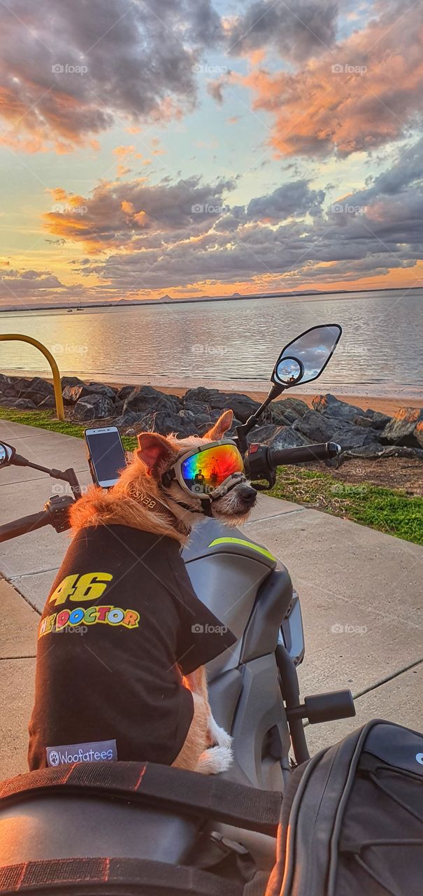 the Dogtor out riding