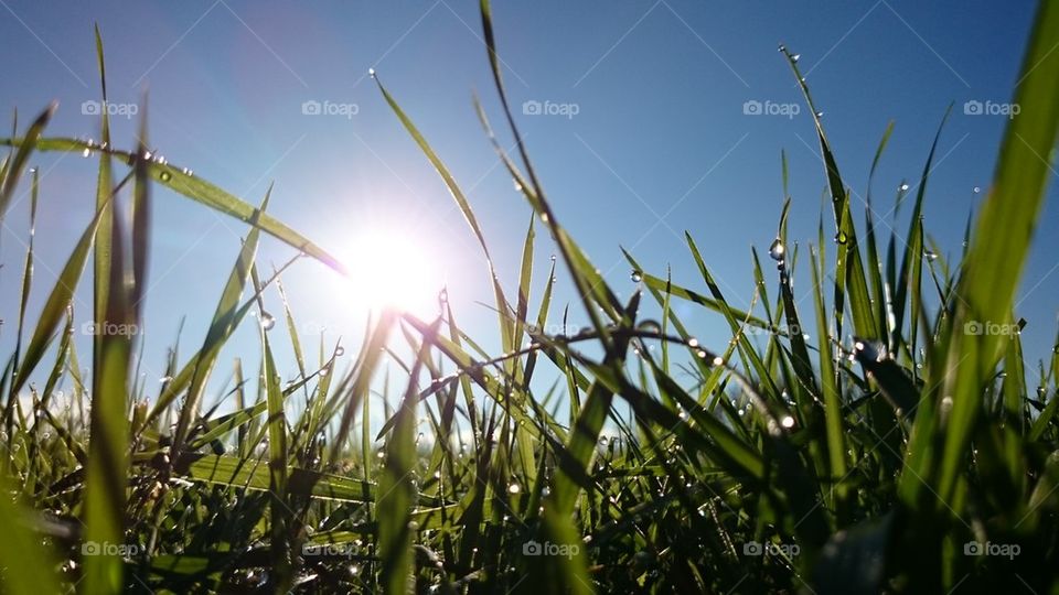 sunrise at a fresh grass field