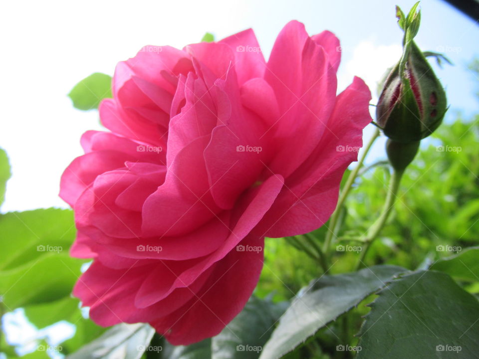 Cerise rose in full bloom and bud rose growing in the garden