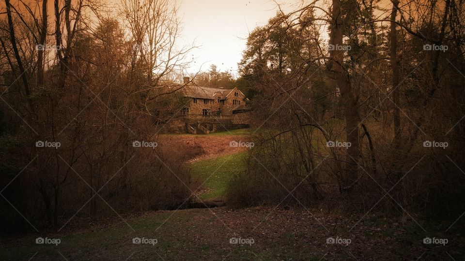 Tree, No Person, Landscape, Wood, Fall