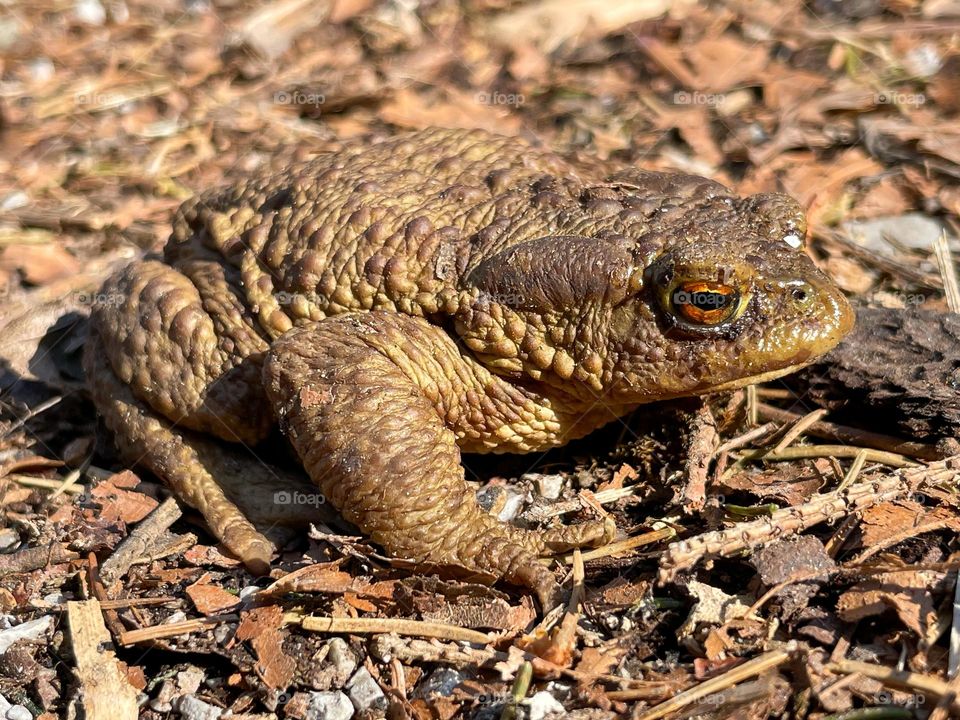 Toad hike in spring