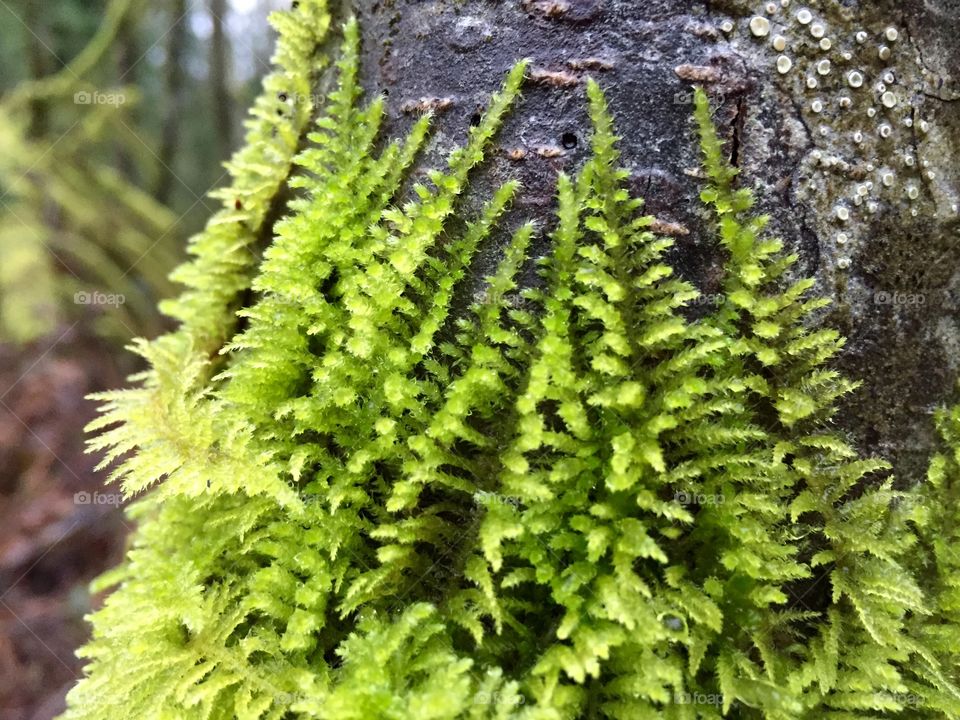 Young ferns at Cougar Mountain 