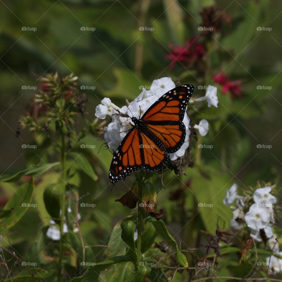 Monarch Butterfly on a white flower, wings spread, green foliage background