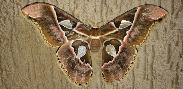 Borboleta