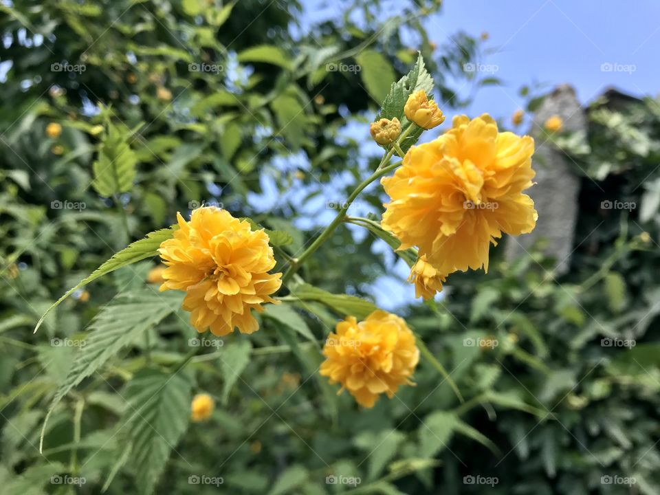 Yellow flowers in the summer.