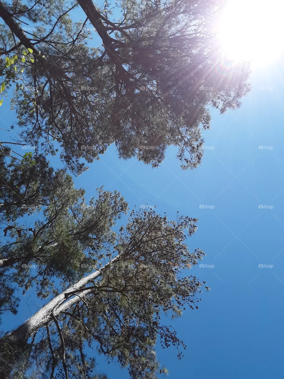 Treetops are Way up high