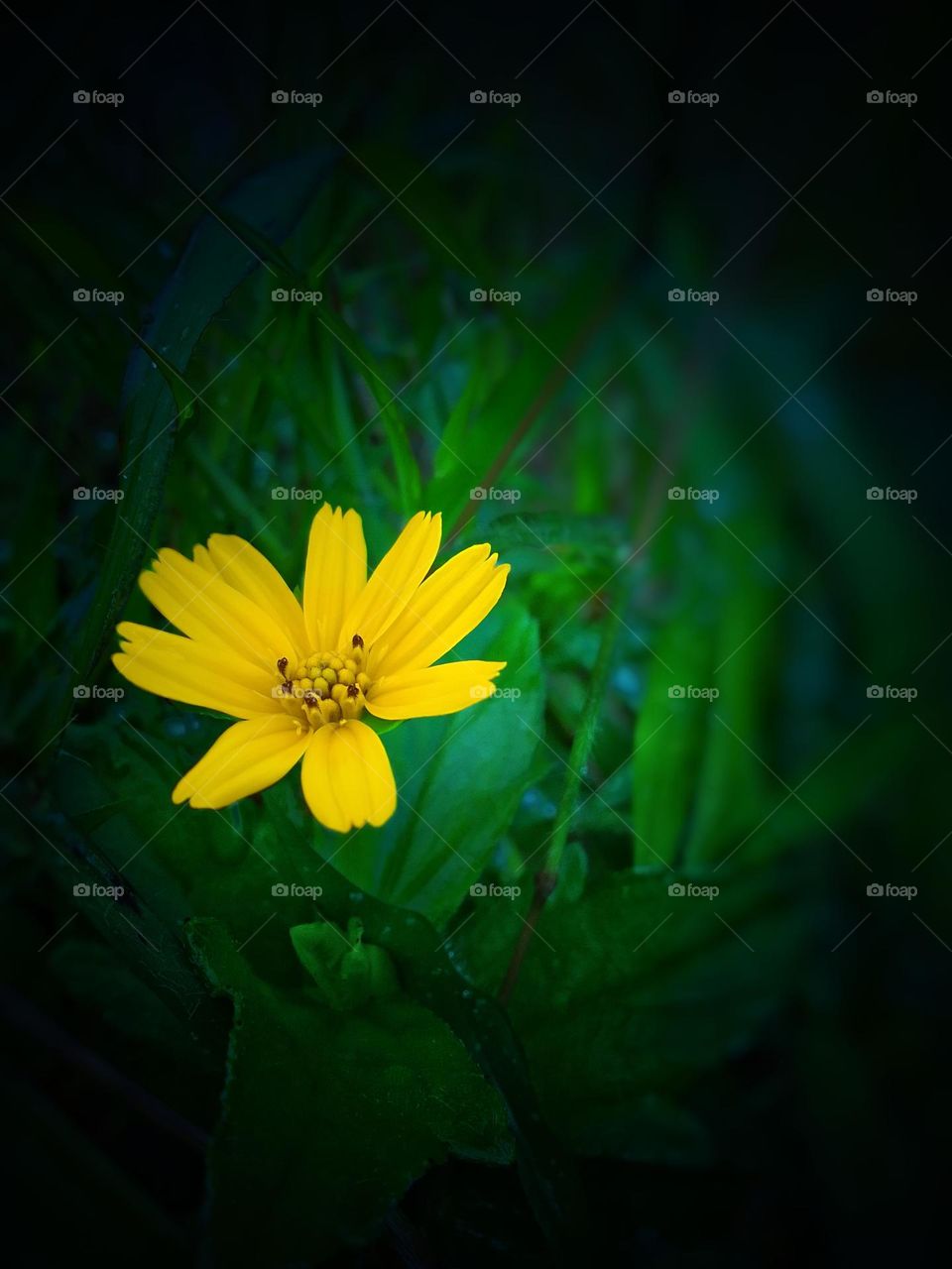 Natural flower