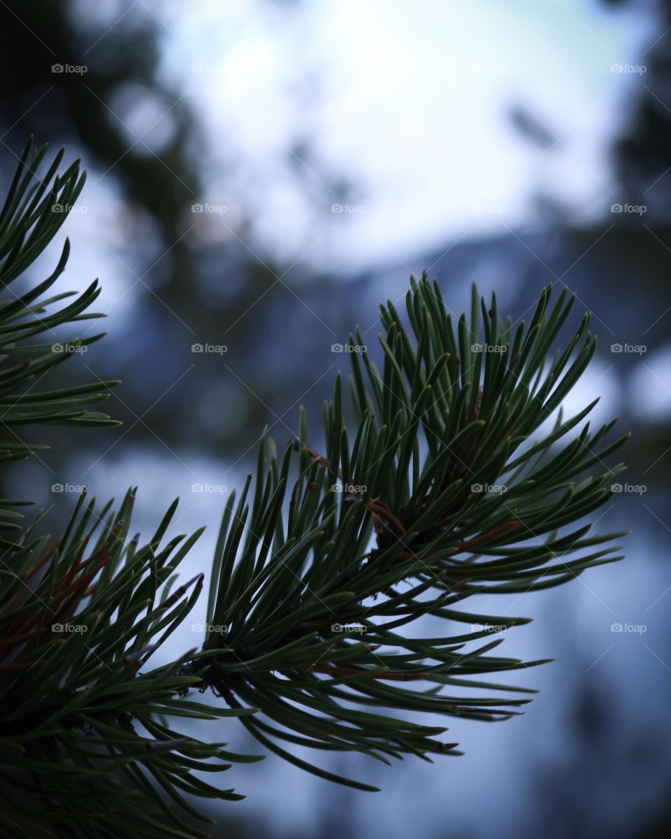 A pine branch. It’s the details that make the adventure. 