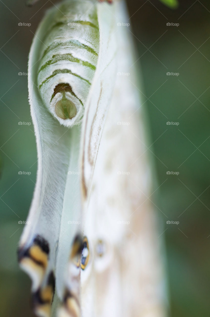 nature closeup butterfly pov by resnikoffdavid