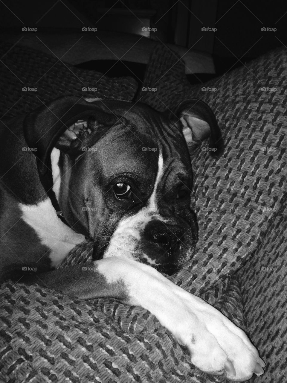Lazy boxer