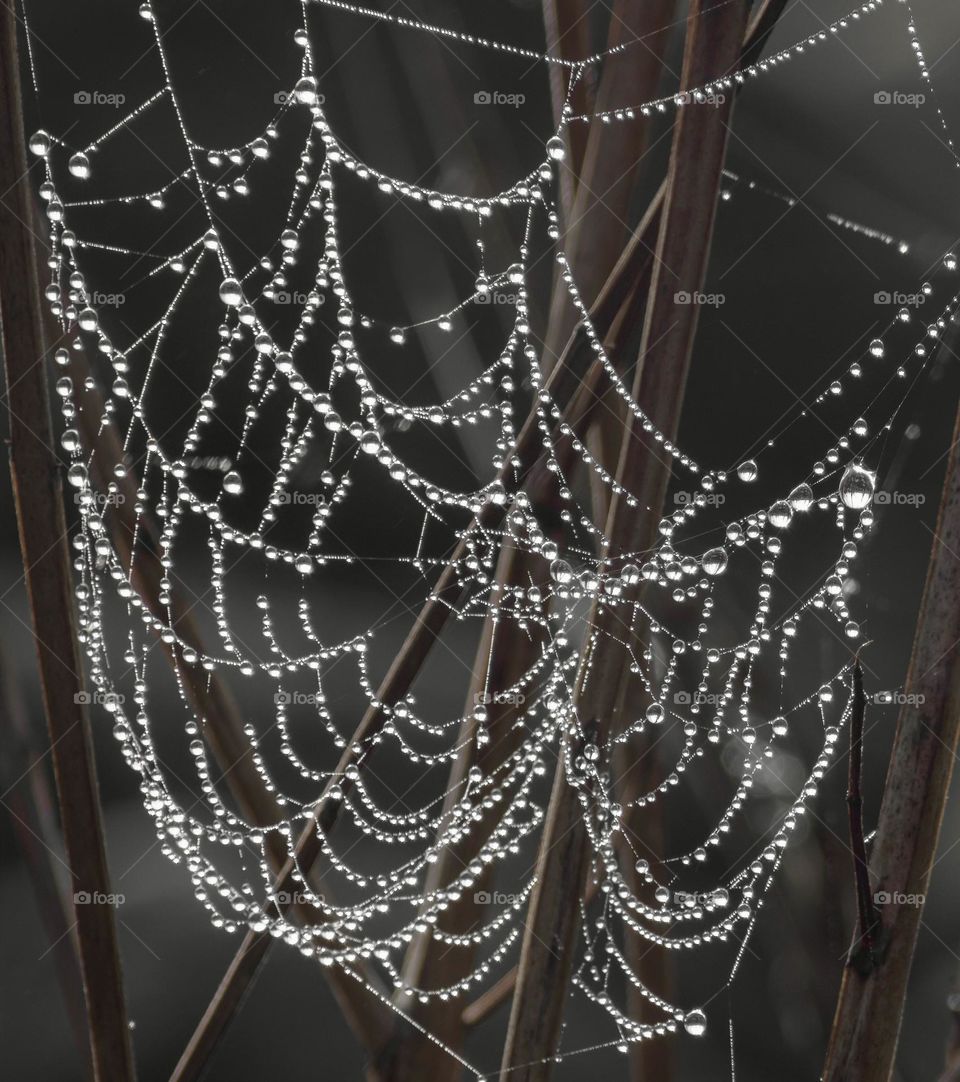 Raindrops on a spiderweb 