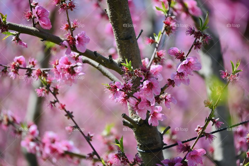 Spring blossom 