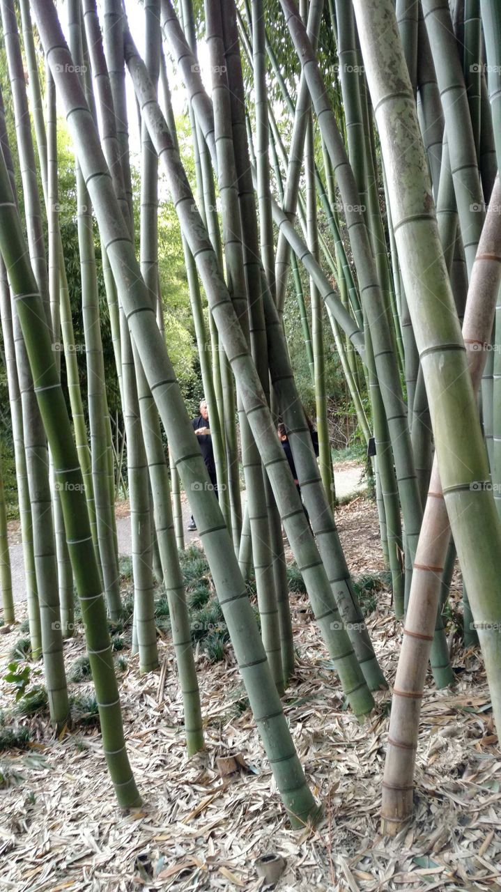 Close-up of bamboo filed