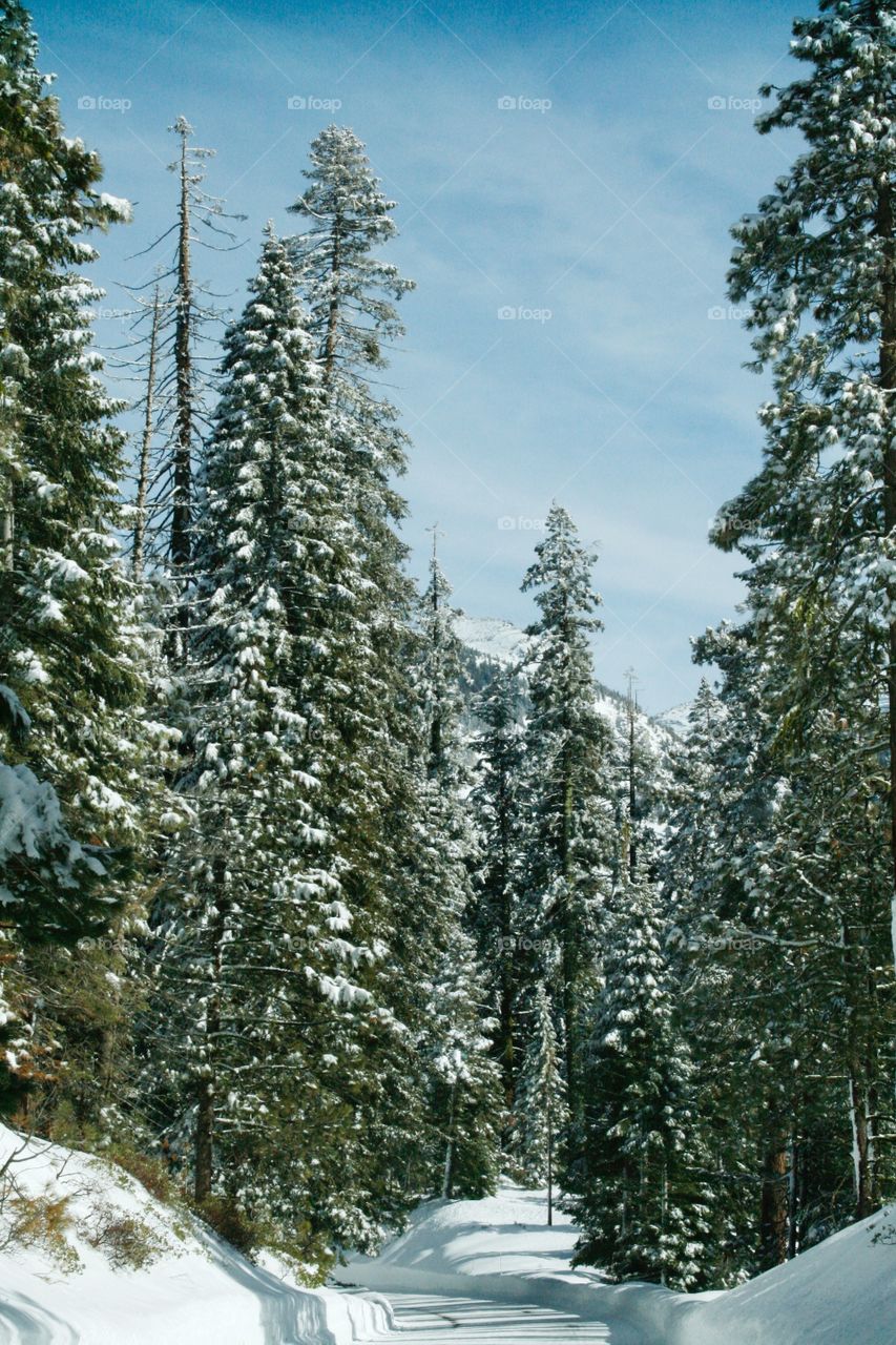 Winter sequoia park 