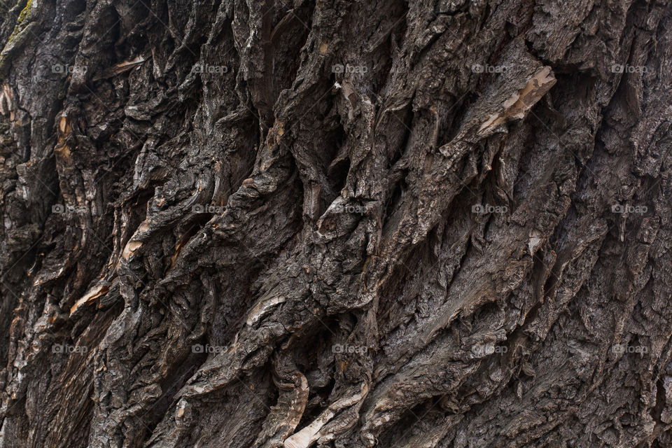 bark of tree. natural wallpaper