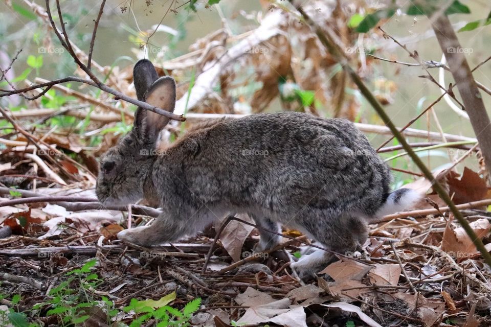 A wild rabbit in a wooded part of the city of Madrid