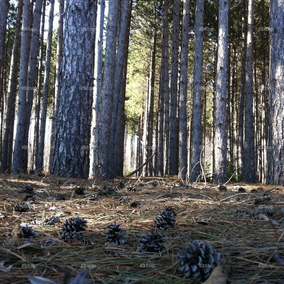 Forest with pine cones and tall trees