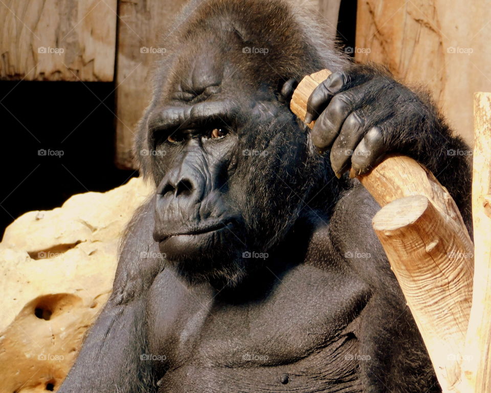 Gorilla