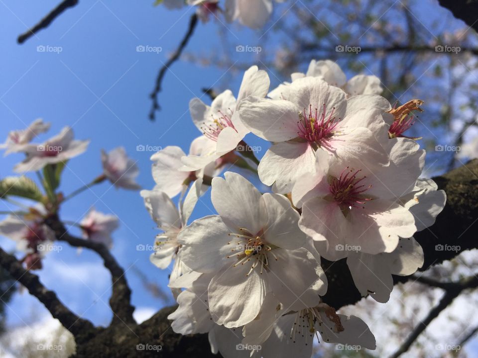 cherry blossom