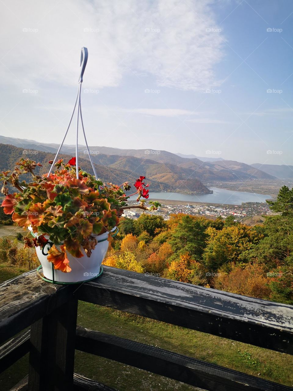 Flower and view