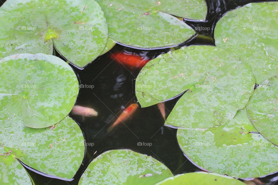 Goldfish in the fish pond