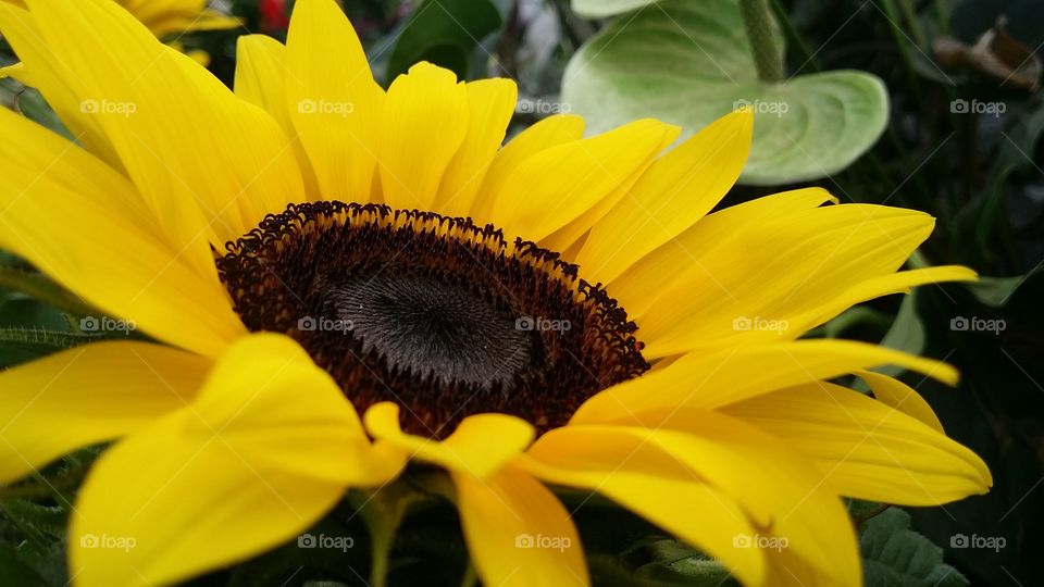 sunflower