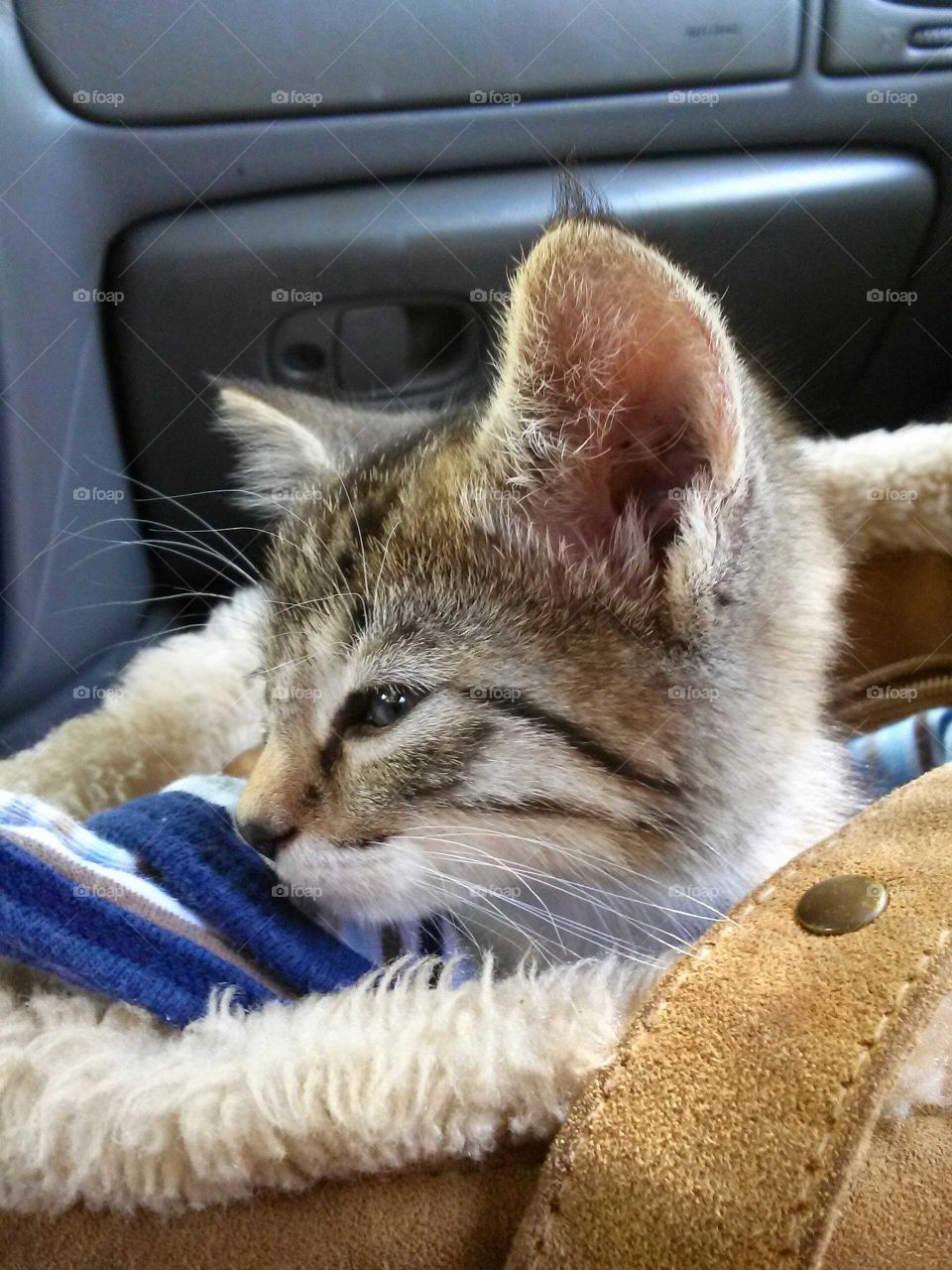 cutest kitten in purse