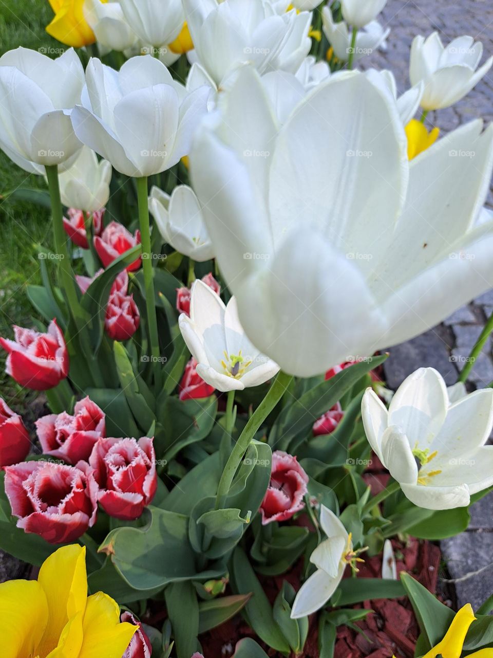 white and red flowers