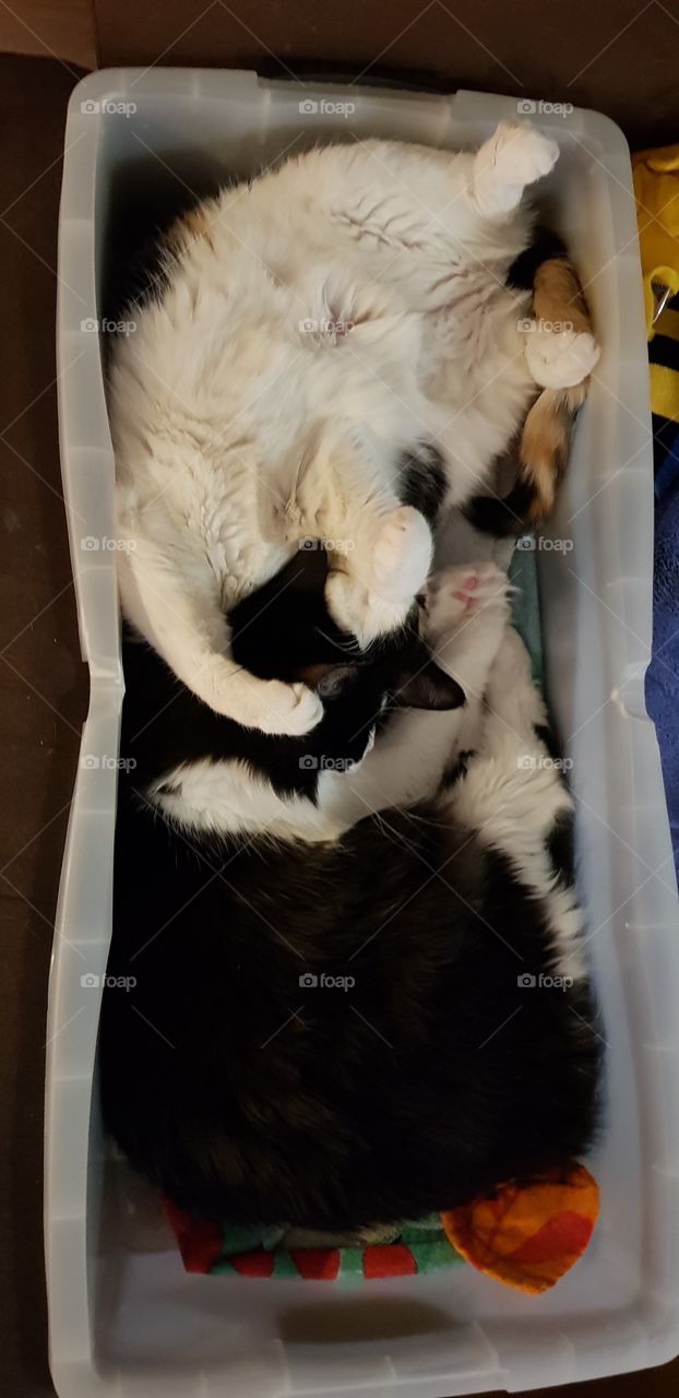 combien y a-t-il de chats