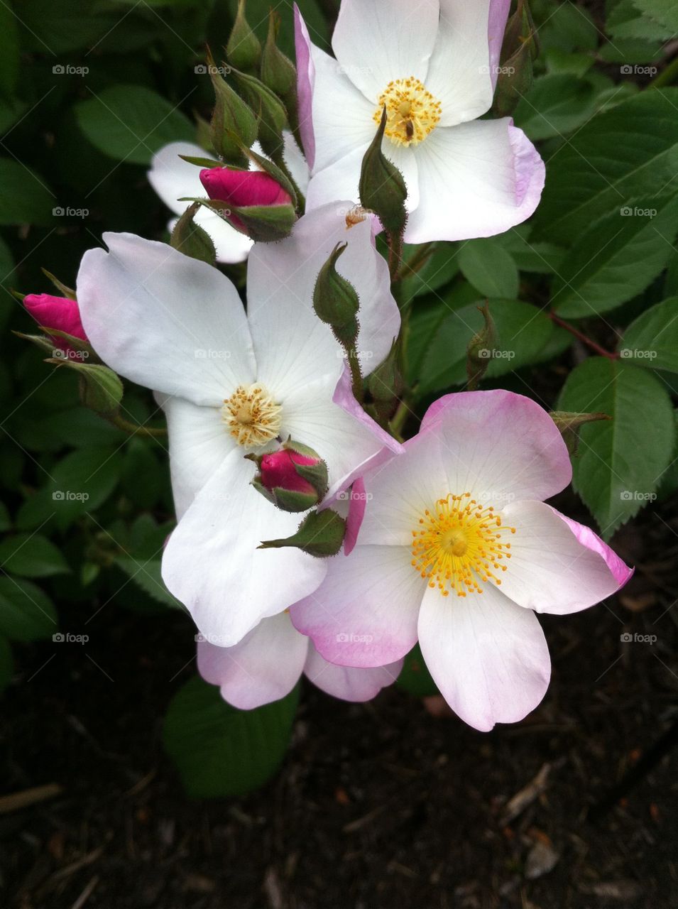 White and pink roses