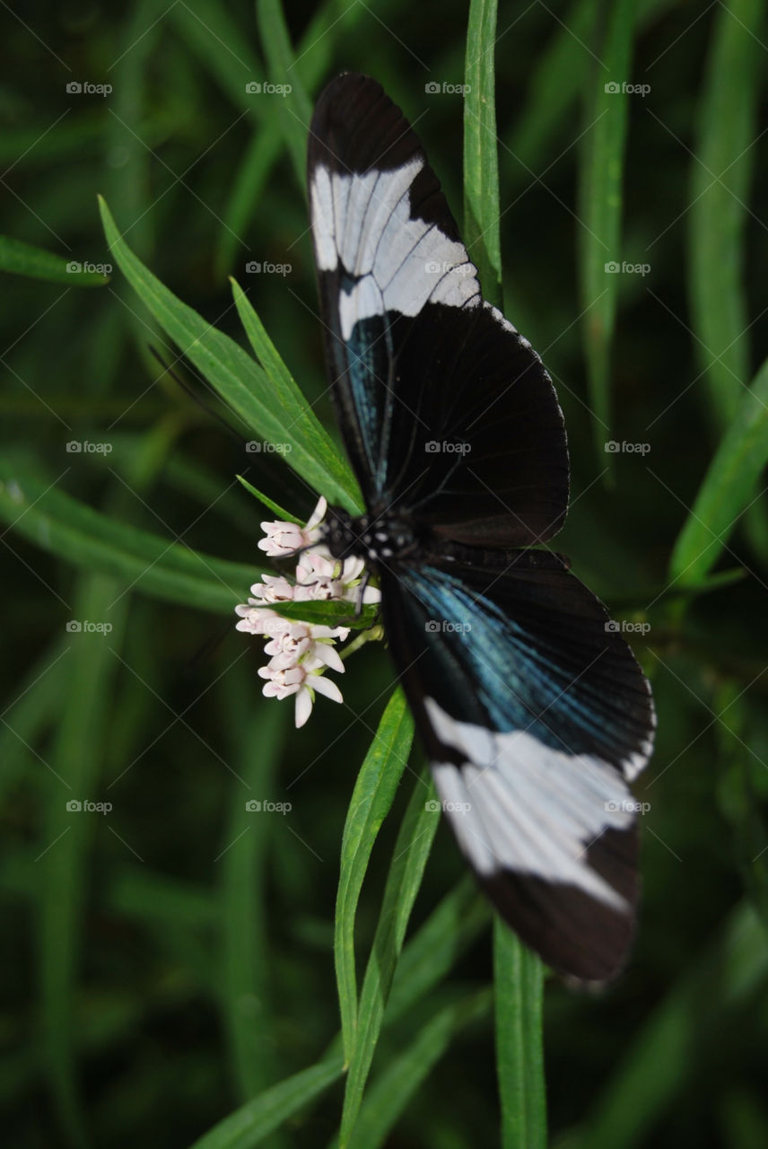 italy nature butterfly germany by nacho_lopez_sol