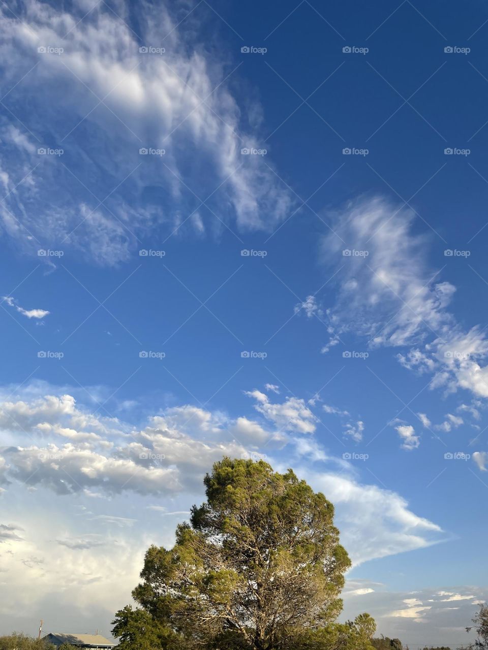 A blue sky with large clouds and a pine tree. 