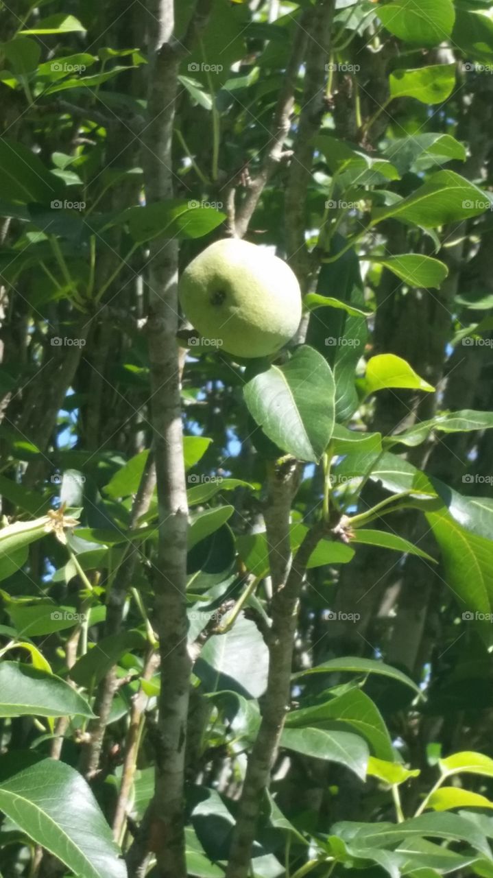 Close-up of green fruit