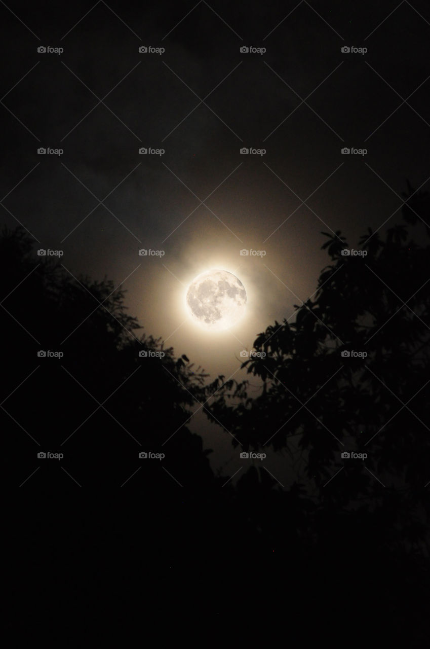 The moon at night as seen from the trees