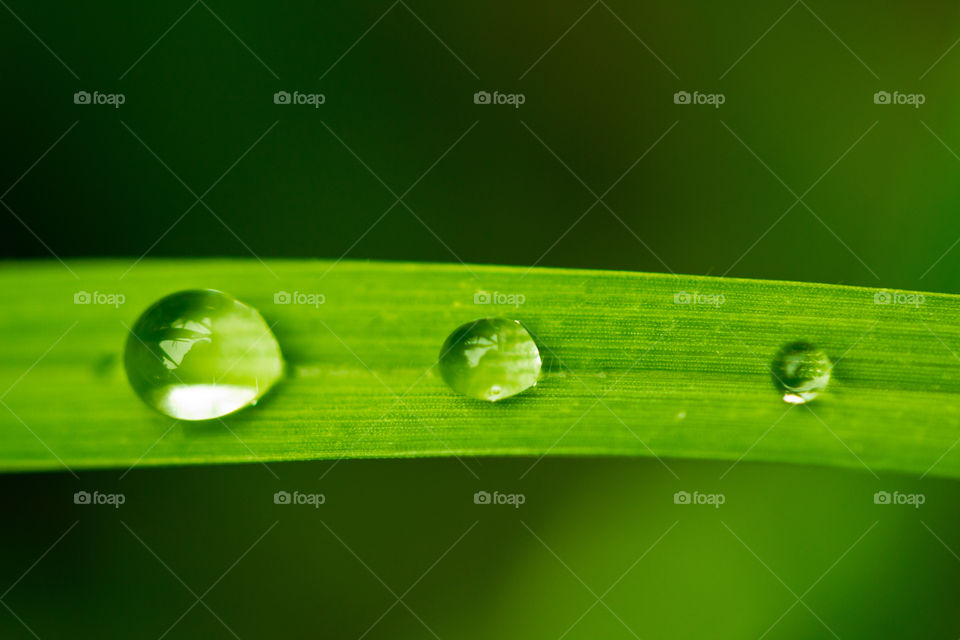 macro shot of a grass after a rainy morning