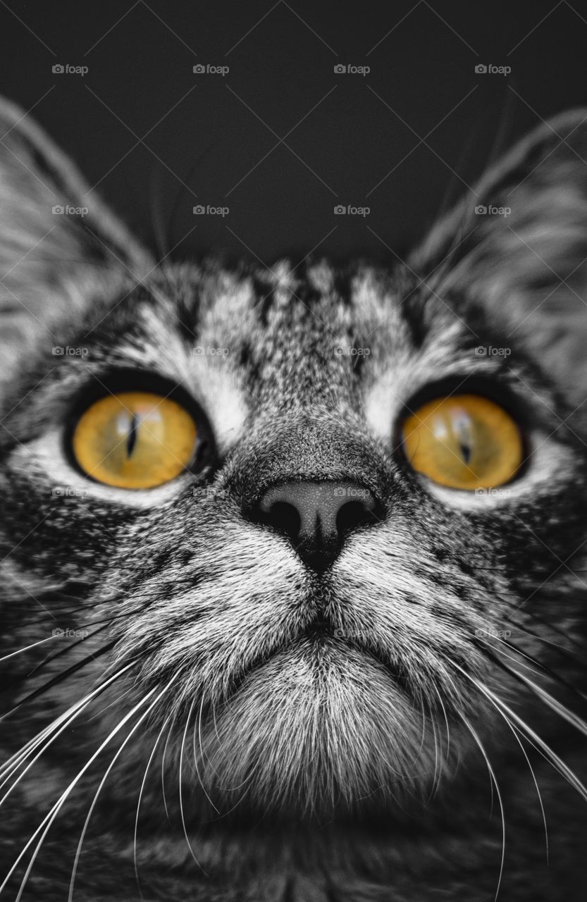 black and white cat portrait, pet, orange eyes, cat eyes