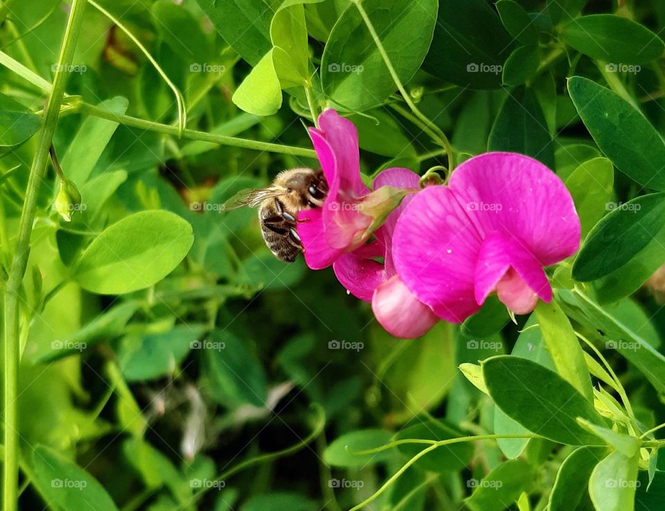 bees' summer activities