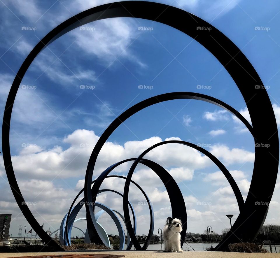 Maltese chihuahua mix at an art structure in downtown Toledo, Ohio 