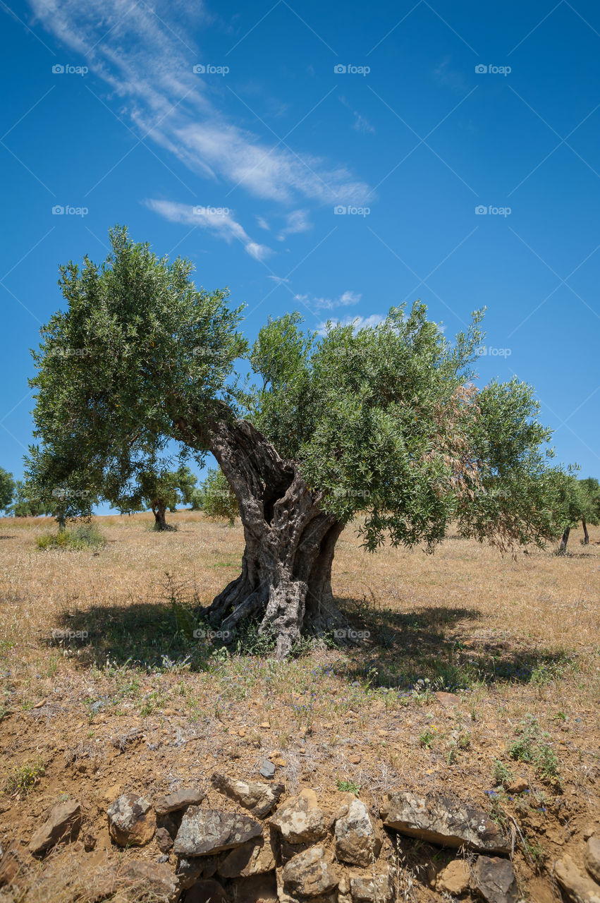 A very old olive tree in olive grove in Andalucia, Spain. Approx. a 1000 years old. The value of the land is dependent on how many of old trees are in the olive grove.
