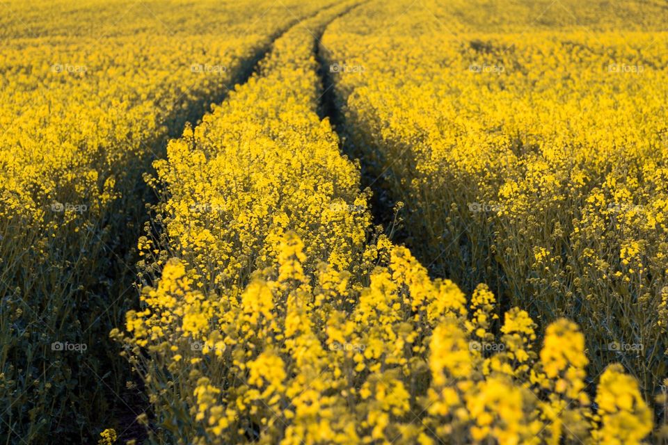 Rapes. Yellow rape field