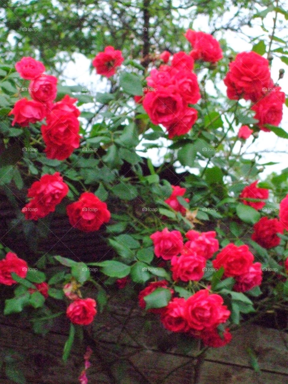 red roses