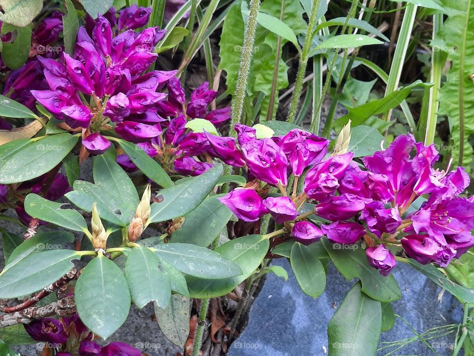 multiverse - purple rhododendron