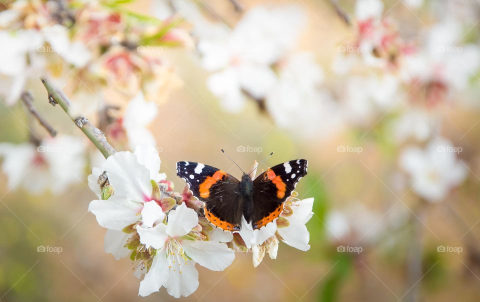 butterfly in spring day