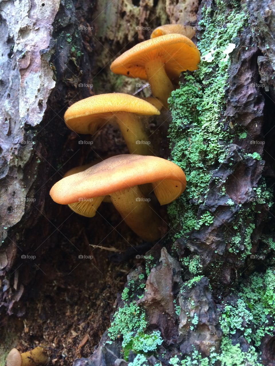 Orange tree mushrooms 