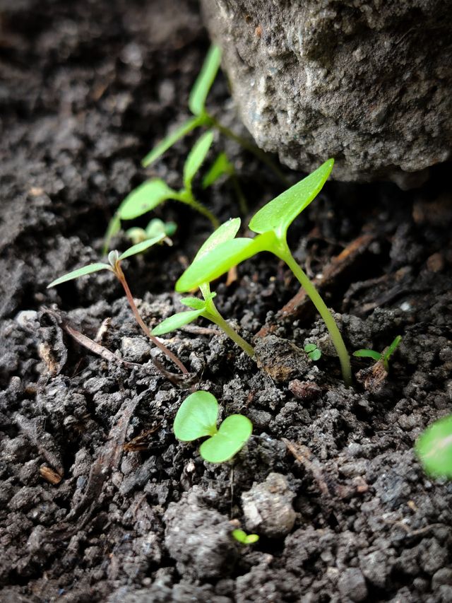portrait of a plant