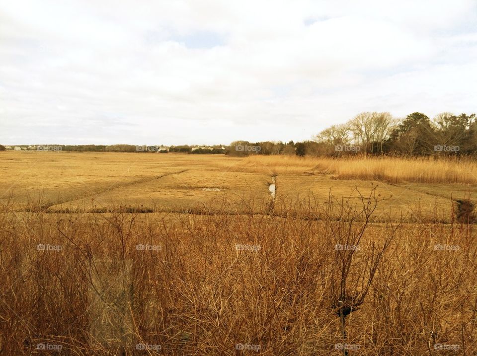 Cape Cod Marsh