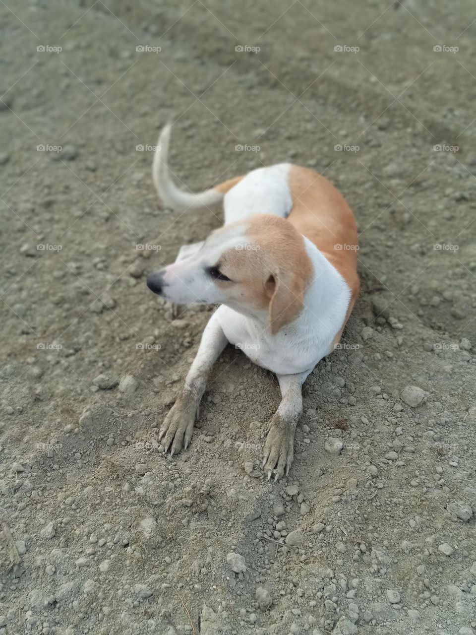 sitting dog Indian dog