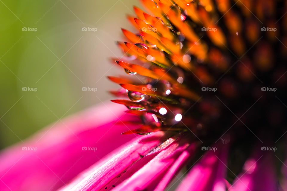 Dew on Echinacea flower