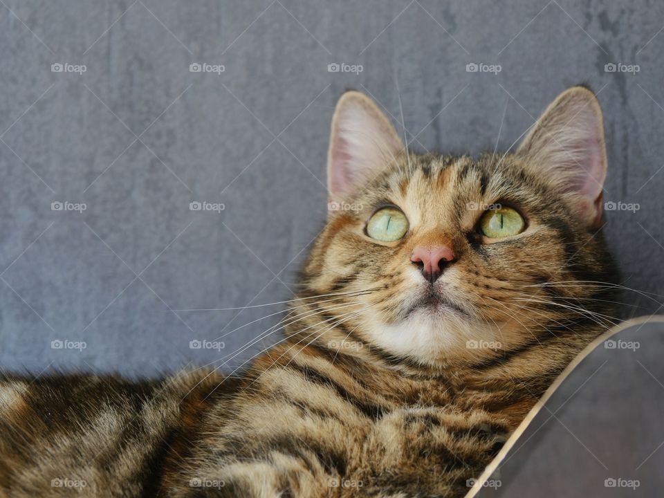 Close up portrait of tabby cat