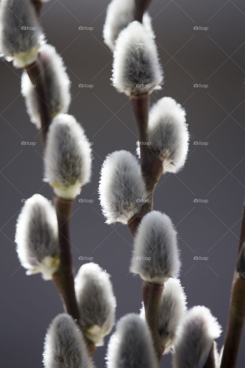blossoming willow twigs .spring background